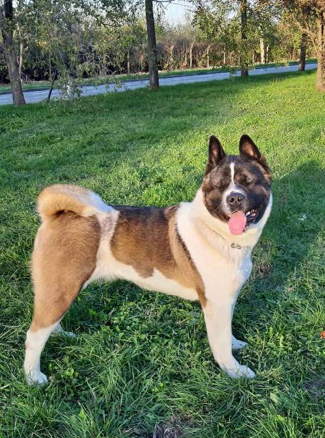 Američka Akita štenci